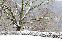 Tree In Snow