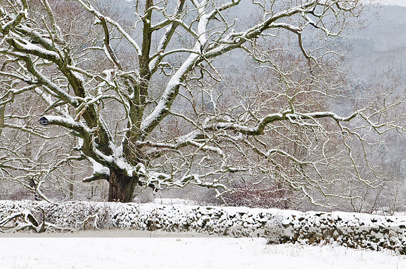 Tree In Snow