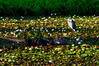 Heron and Lilypads