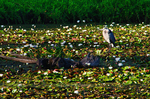 Heron and Lilypads