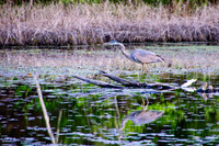 Heron At Dusk