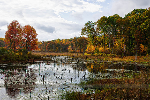 Autumn Wetlands