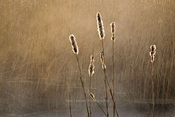 Cattails & Mist at Sunrise