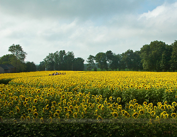 Sunflower Farm