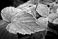 Autumn Frost