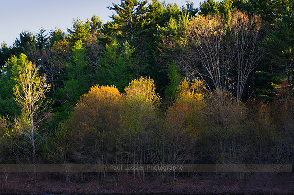 Evening Spring Colors
