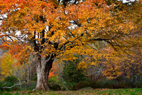 Mature Autumn Maple