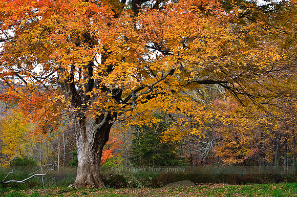 Mature Autumn Maple