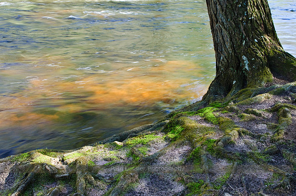29. Roots At Rivers Edge