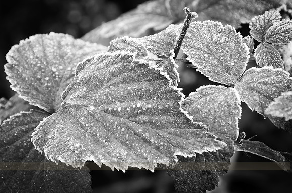 Autumn Frost