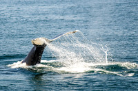 Fluke