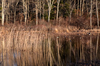 Airline Marsh Spring