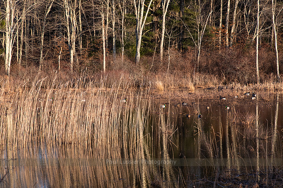 Airline Marsh Spring