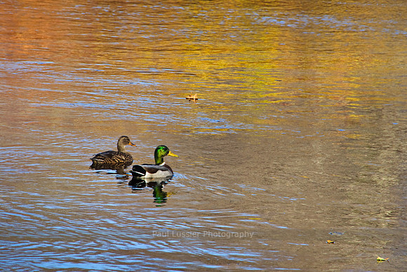 12. Autumn Pair